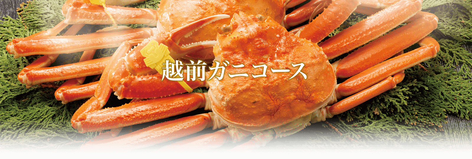 越前ガニコース
